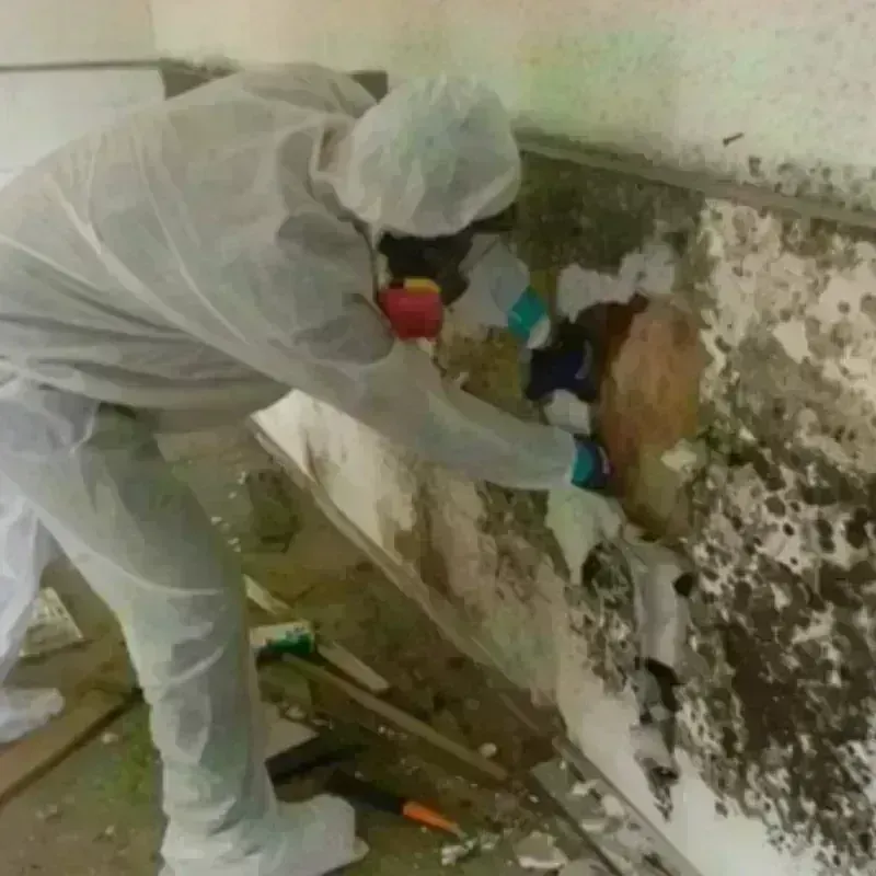 Mold Remediation and Removal in Holly Springs, NC